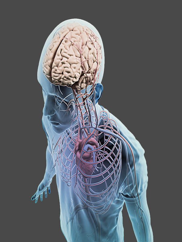 Gum disease bacteria travel from the mouth to the heart and brain, raising the risk of heart attack, stroke, and Alzheimer's disease